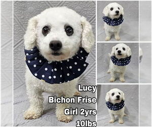 Bichon Frise Dogs for adoption in Seattle, WA, USA