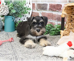 Small Schnauzer (Miniature)