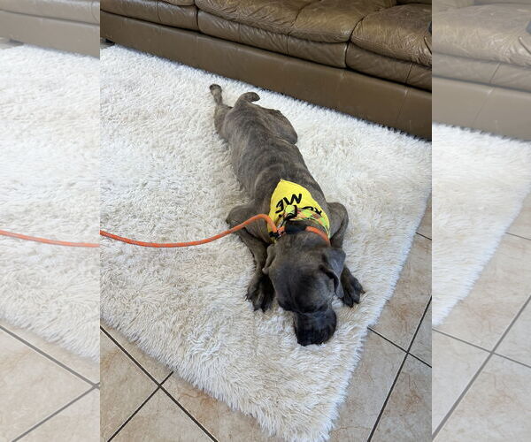 Medium Photo #13 Mutt Puppy For Sale in Goodyear, AZ, USA