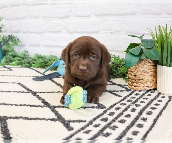 Medium Photo #6 Labrador Retriever Puppy For Sale in SYRACUSE, IN, USA