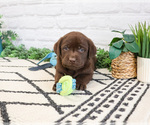 Small #5 Labrador Retriever