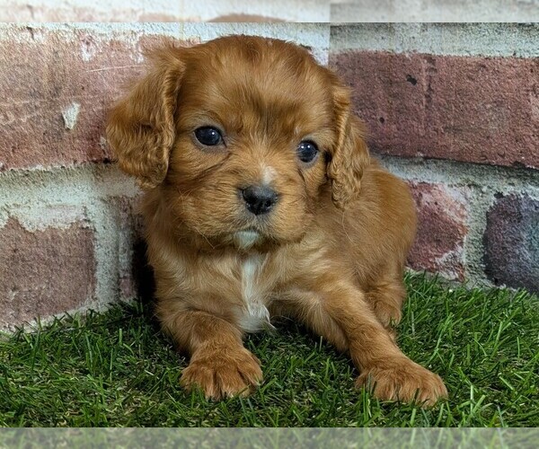 Medium Photo #8 Cavalier King Charles Spaniel Puppy For Sale in MOBERLY, MO, USA