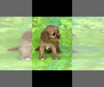 Image preview for Ad Listing. Nickname: Mazie
