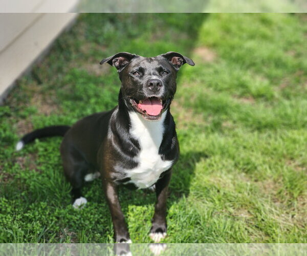 Medium Photo #26 American Staffordshire Terrier-Unknown Mix Puppy For Sale in Rosenberg, TX, USA