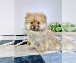 Small #2 Pomeranian