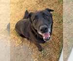Small #5 Labrador Retriever Mix