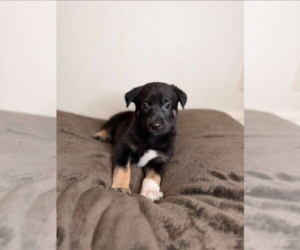 Medium Photo #1 German Shepherd Dog Puppy For Sale in Minneapolis, MN, USA