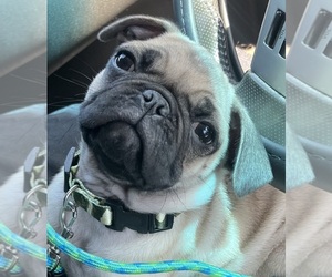 Pug Puppy for sale in ROSEVILLE, CA, USA
