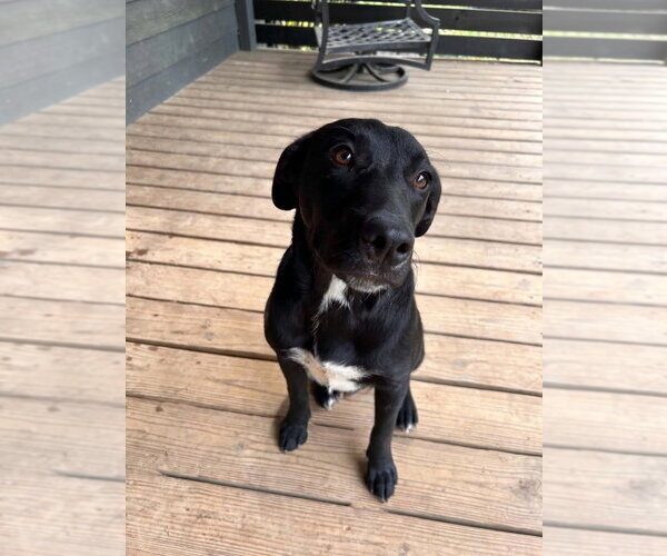 Medium Photo #3 Labrador Retriever-Unknown Mix Puppy For Sale in FRAMINGHAM, MA, USA
