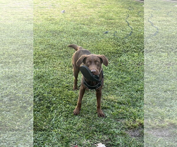 Medium Photo #2 Labrador Retriever Puppy For Sale in Miami, FL, USA