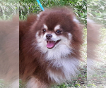 Small Photo #24 Pomeranian Puppy For Sale in PALM BCH GDNS, FL, USA