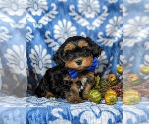 Poovanese Puppy for sale in HONEY BROOK, PA, USA