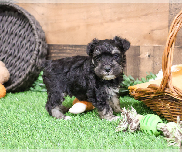 Medium Photo #4 Schnauzer (Miniature) Puppy For Sale in SYRACUSE, IN, USA