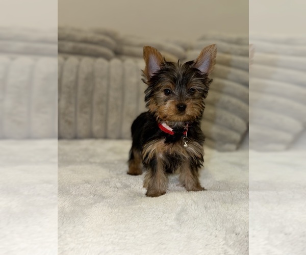 Medium Photo #1 Yorkshire Terrier Puppy For Sale in DETROIT, MI, USA