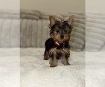Small Yorkshire Terrier