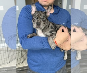 French Bulldog Puppy for sale in BLOOMINGDALE, IL, USA