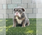 Small Photo #28 English Bulldog Puppy For Sale in STUDIO CITY, CA, USA