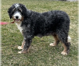 Mother of the Bernedoodle (Miniature) puppies born on 02/03/2024