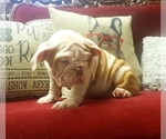 Small Photo #4 English Bulldog Puppy For Sale in DE WITT, MI, USA