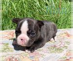 Small Photo #11 French Bulldog Puppy For Sale in EUGENE, OR, USA