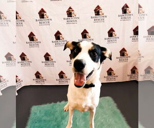 Siberian Husky-Unknown Mix Dogs for adoption in Bardstown, KY, USA