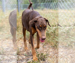 Doberman Pinscher Dogs for adoption in Devine, TX, USA