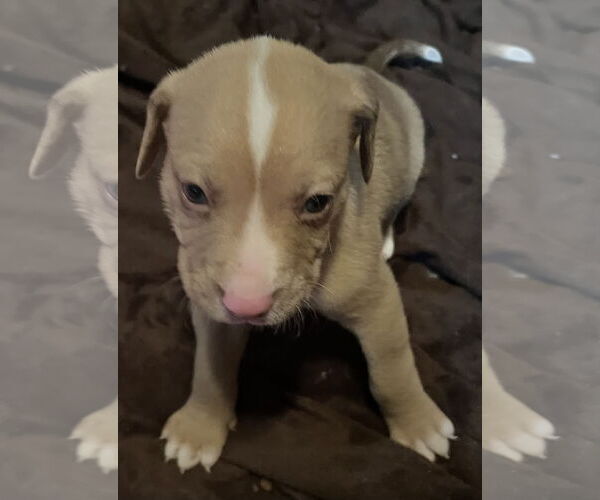 Medium Photo #3 Catahoula Leopard Dog Puppy For Sale in Royal Palm Beach, FL, USA