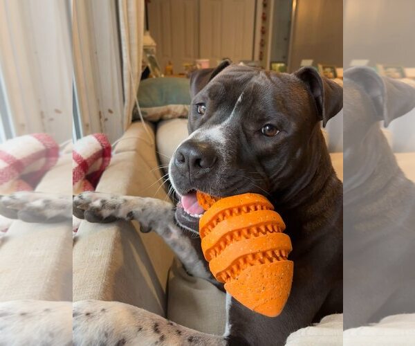 Medium Photo #5 Bullboxer Pit Puppy For Sale in Oakhurst, NJ, USA