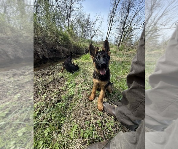Medium Photo #5 German Shepherd Dog Puppy For Sale in NEWVILLE, PA, USA
