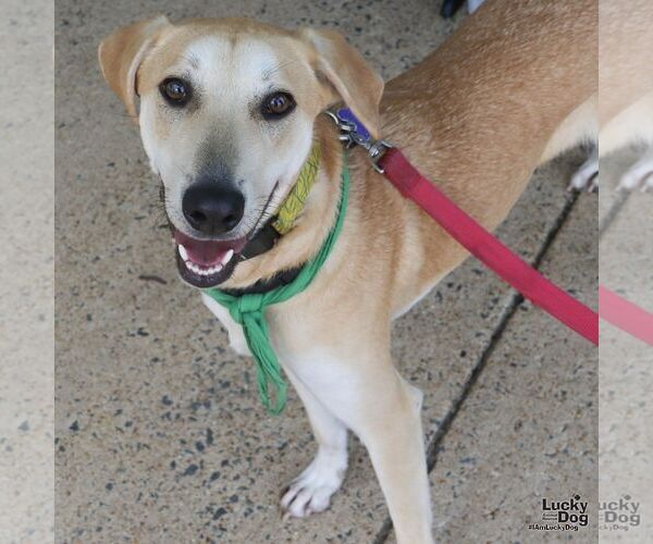 Medium Photo #7 Labrador Retriever-Unknown Mix Puppy For Sale in Washington, DC, USA