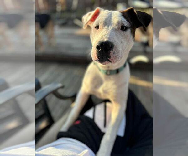 Medium Photo #26 American Pit Bull Terrier-Unknown Mix Puppy For Sale in Germantown, OH, USA