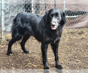 Border Collie Dog for Adoption in Paso Robles, California USA