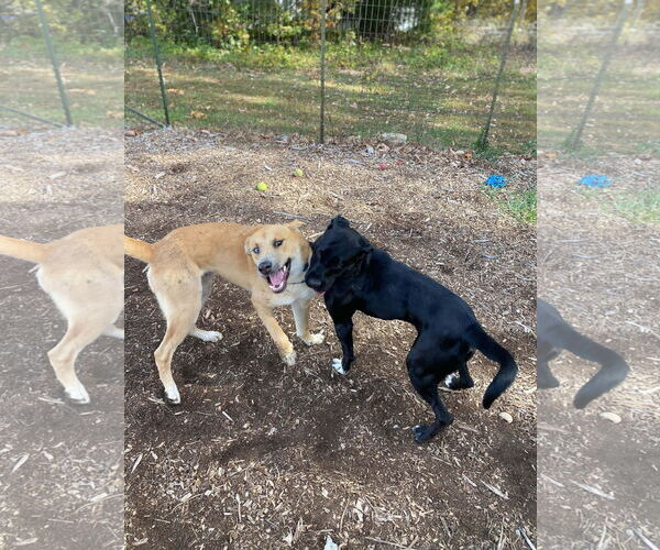 Medium Photo #21 Retriever -Unknown Mix Puppy For Sale in Rustburg, VA, USA