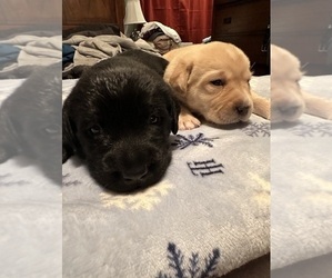 Labrador Retriever Puppy for sale in FALL RIVER, MA, USA