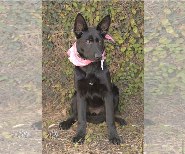 Medium Photo #2 German Shepherd Dog Puppy For Sale in Dana Point, CA, USA