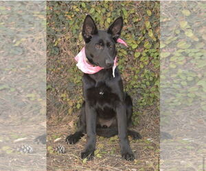 Molly - Female German Shepherd Dog Dog for Adoption - Photo #2