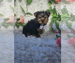 Small #1 Yorkshire Terrier