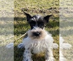 Small Photo #4 Schnauzer (Miniature) Puppy For Sale in CANOGA, NY, USA