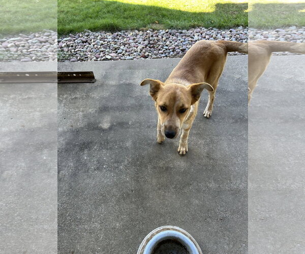 Medium Photo #2 Mutt Puppy For Sale in Polson, MT, USA