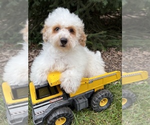 Havapoo Puppy for sale in MIDDLEBURY, IN, USA