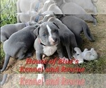 Small Photo #15 American Pit Bull Terrier Puppy For Sale in DELAWARE, OH, USA