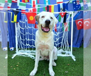 Labrenees Dogs for adoption in Long Beach, CA, USA
