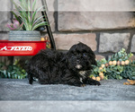 Small Photo #13 Havapoo Puppy For Sale in SUGARCREEK, OH, USA