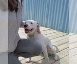 Small #9 American Pit Bull Terrier Mix