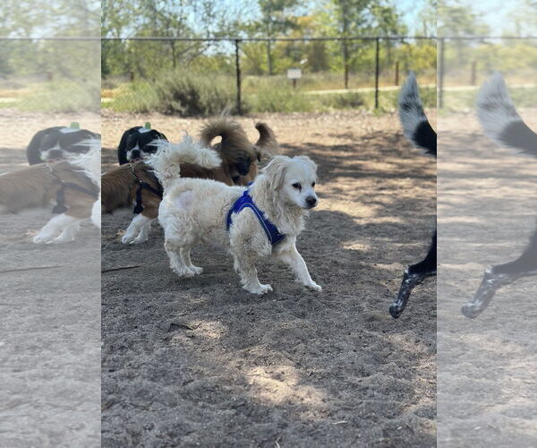 Medium Photo #2 Cockeranian Puppy For Sale in Imperial Beach, CA, USA