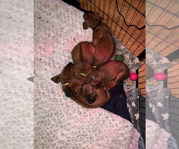Medium Photo #12 Rhodesian Ridgeback Puppy For Sale in MURFREESBORO, TN, USA