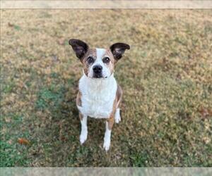 Beagle-Unknown Mix Dogs for adoption in Grovetown, GA, USA