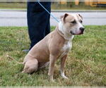 Small #1 American Pit Bull Terrier