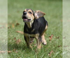 Leo - Male Australian Shepherd-Beagle Mix Dog for Adoption - Photo #5