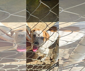 Frank - Male Catahoula Leopard Dog Dog for Adoption - Photo #3
